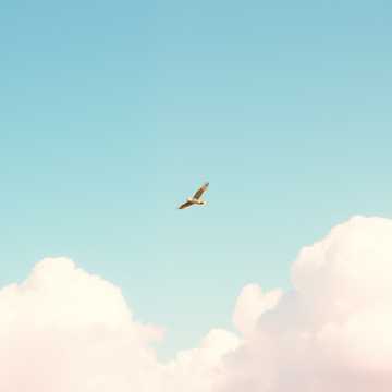 Lasă-mă Să Zbor Din Nou